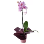 Орхидея живая в горшке №12