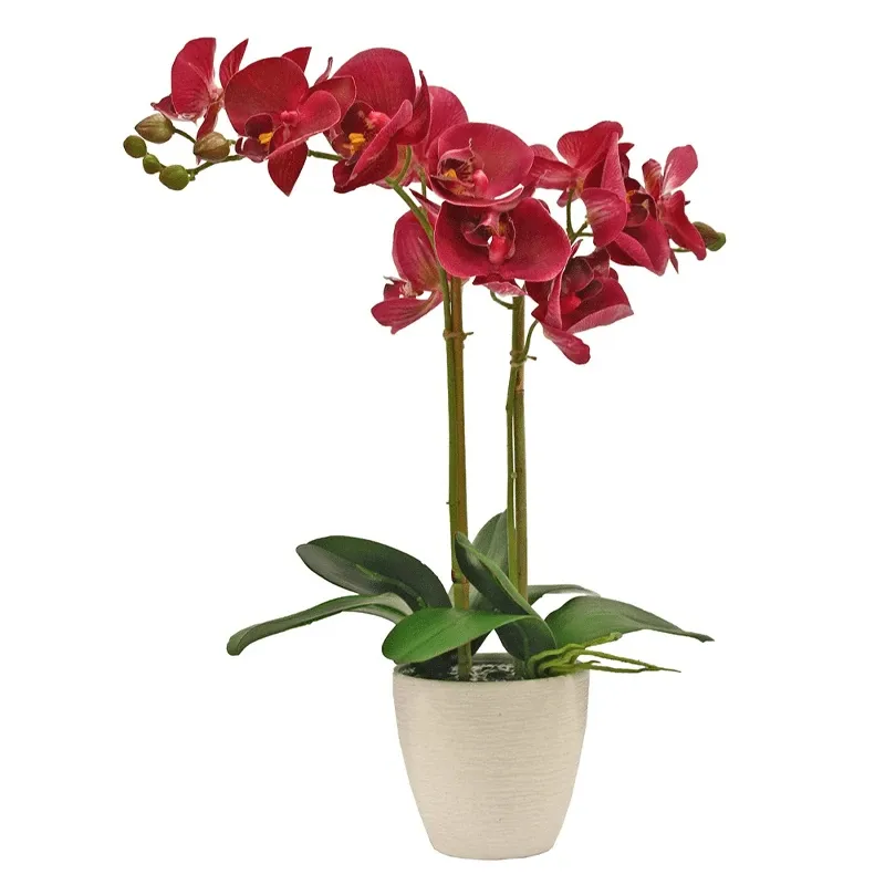 Орхидея живая в горшке №2